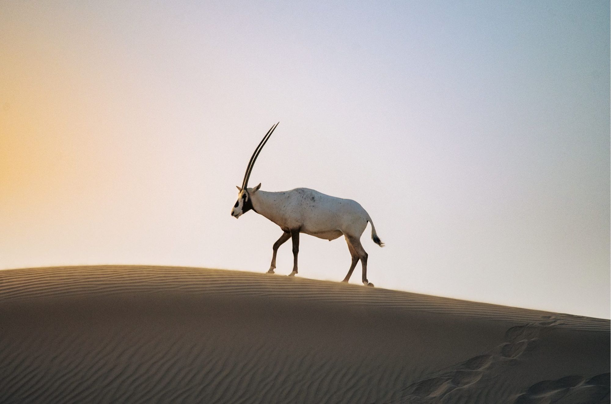 An Arabian oryx walking a dune crest at sunrise in the Dubai desert