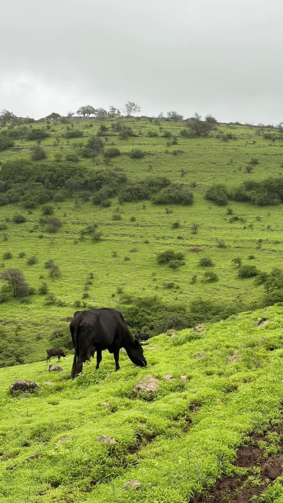 Cattle grazing on vivid green Dhofar hills under low khareef cloud, Salalah